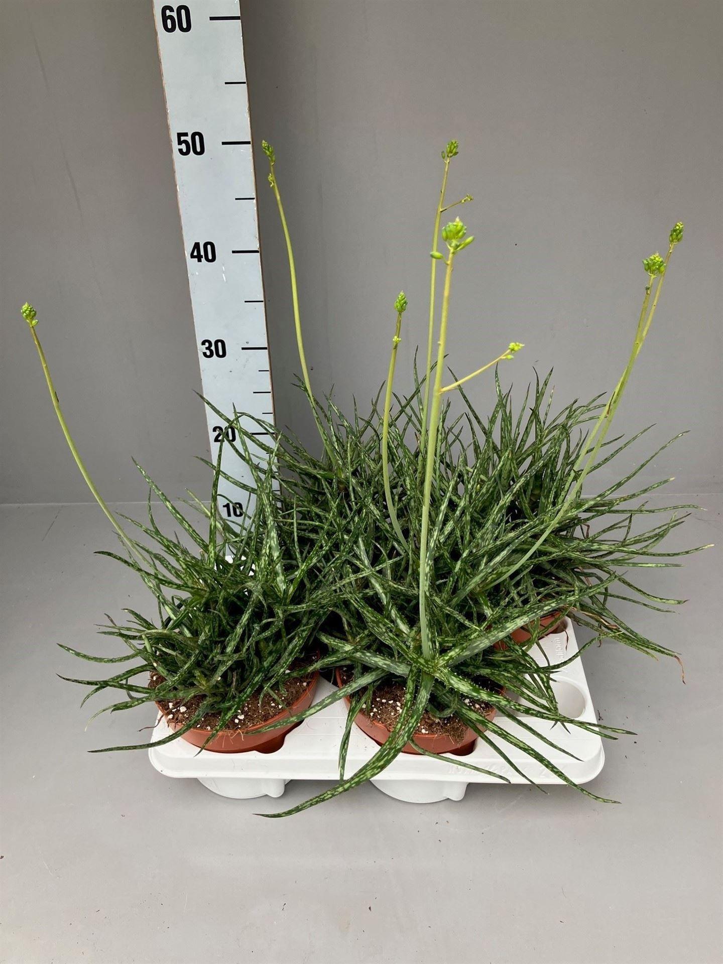 Горшечные цветы и растения оптом Aloe   ... от 4шт из Голландии с доставкой по России