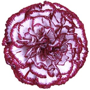 Срезанные цветы оптом Dianthus st olympia от 80шт из Голландии с доставкой по России