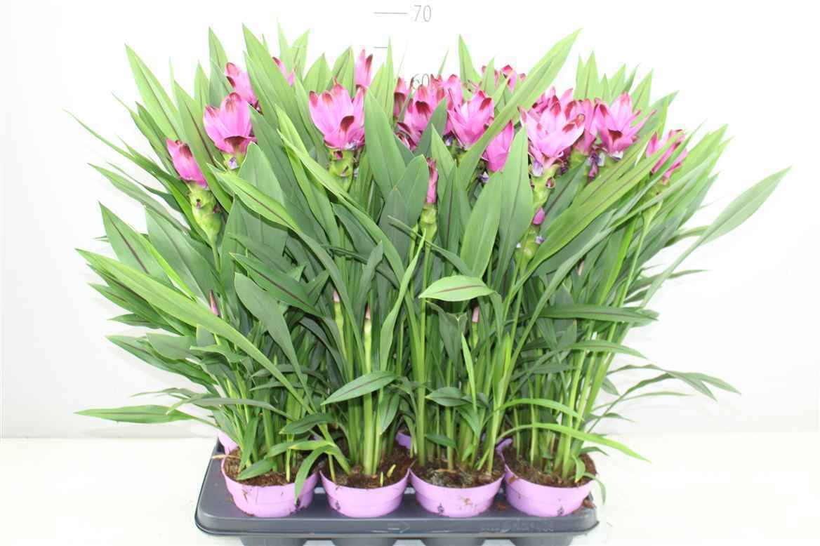 Горшечные цветы и растения оптом Curcuma Siam Splash 6+ от 8шт из Голландии с доставкой по России