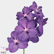 Срезанные цветы оптом Vanda blue magic от 16шт из Голландии с доставкой по России