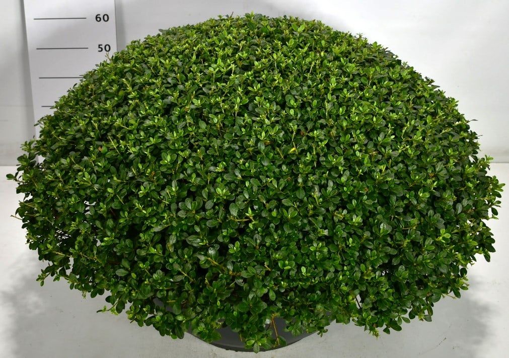 Горшечные цветы и растения оптом Rhododendron (aj) Amoenum от 1шт из Голландии с доставкой по России