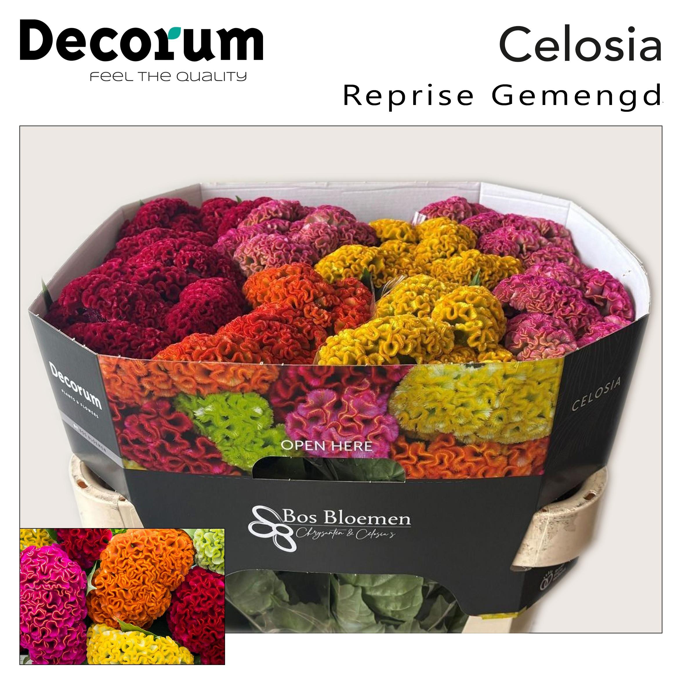 Срезанные цветы оптом Celosia reprise mixed in bucket от 40шт из Голландии с доставкой по России