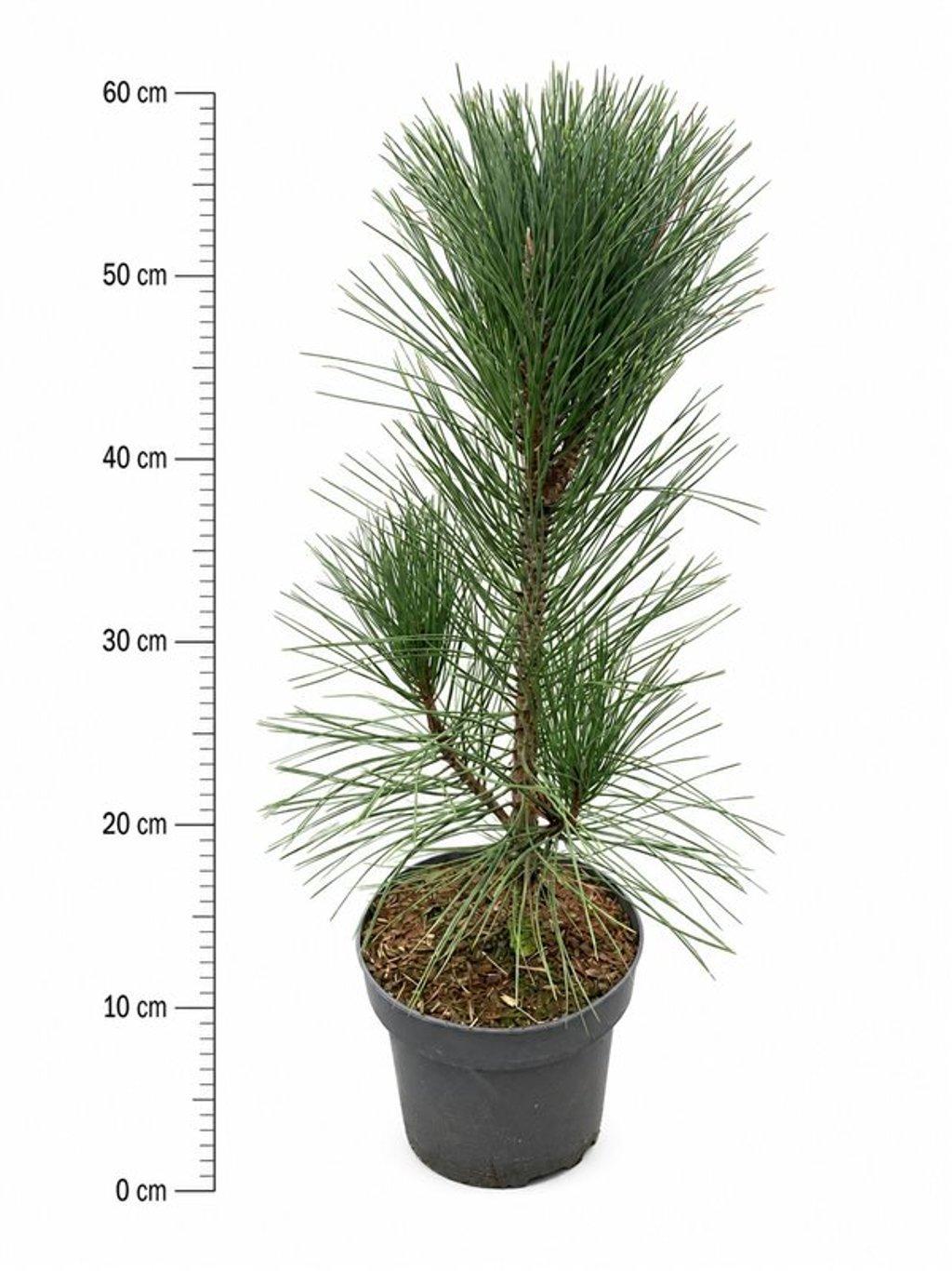 Горшечные цветы и растения оптом Pinus Nigra Pyramidalis от 1шт из Голландии с доставкой по России