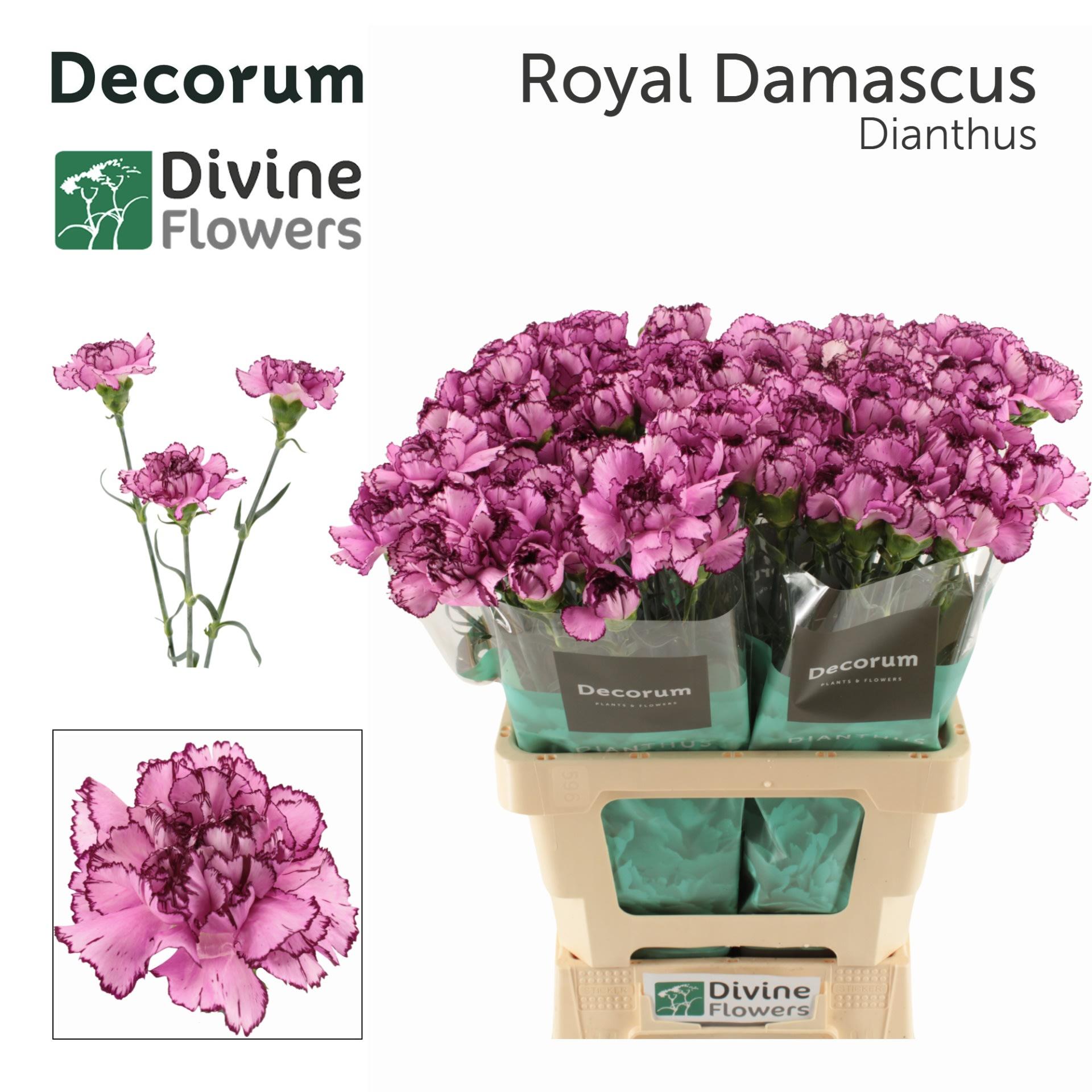 Срезанные цветы оптом Dianthus st royal damascus от 80шт из Голландии с доставкой по России