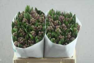 Срезанные цветы оптом Hyacinthus anna liza от 50шт из Голландии с доставкой по России