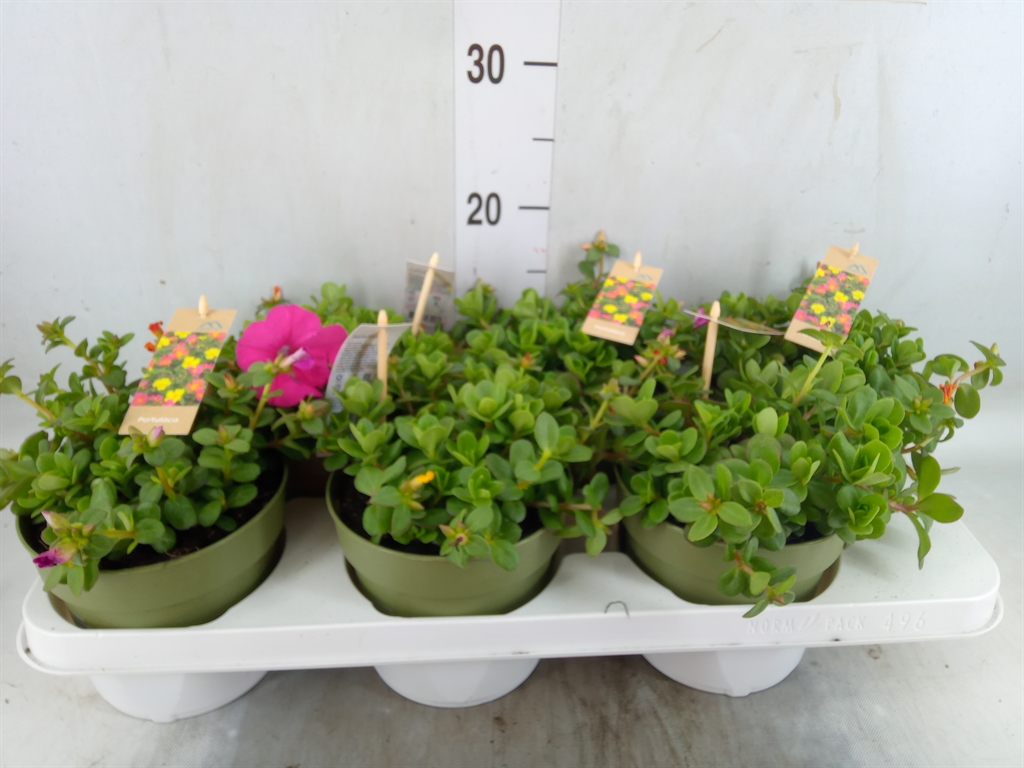 Горшечные цветы и растения оптом Portulaca   ...mix In Pot от 6шт из Голландии с доставкой по России