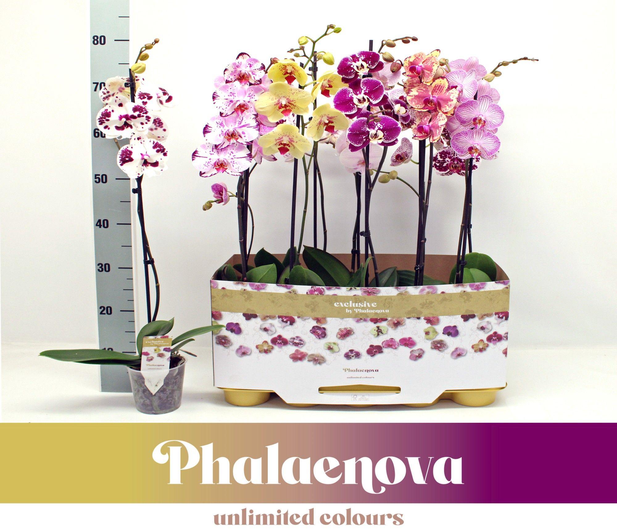 Горшечные цветы и растения оптом Phal 1st Taiwan Mix 9+ (phalaenova) от 10шт из Голландии с доставкой по России