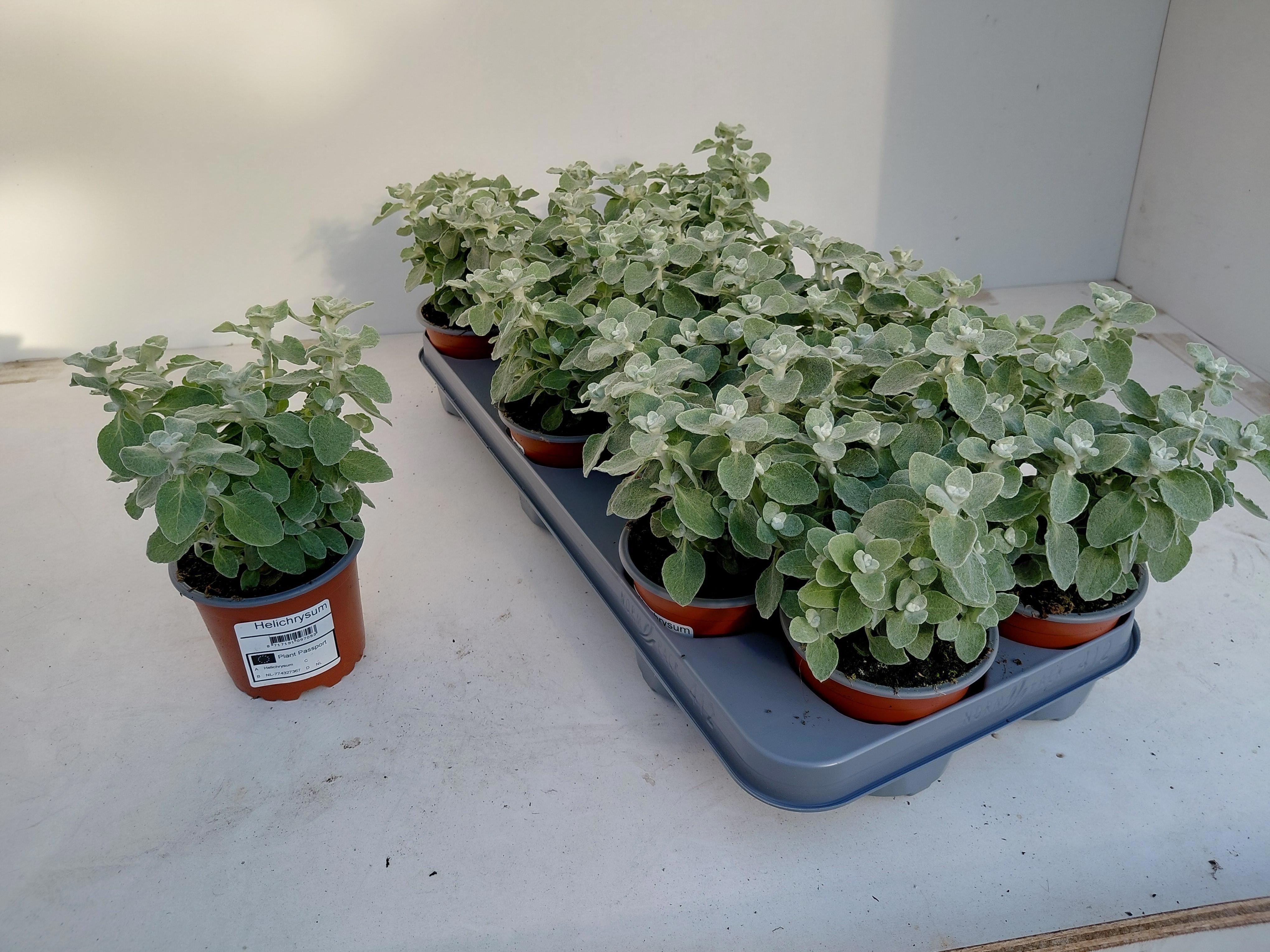 Горшечные цветы и растения оптом Helich Petiolare от 12шт из Голландии с доставкой по России