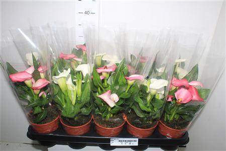 Горшечные цветы и растения оптом ** Zant Gem 4+ * Autumn Promo * от 10шт из Голландии с доставкой по России Горшечные цветы и растения оптом ** Zant Gem 4+ * Autumn Promo * от 10шт из Голландии с доставкой по России