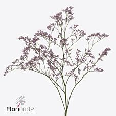 Срезанные цветы оптом Limonium safora oshi pink от 100шт из Голландии с доставкой по России