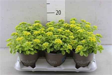 Горшечные цветы и растения оптом Sedum Kamtschaticum от 6шт из Голландии с доставкой по России
