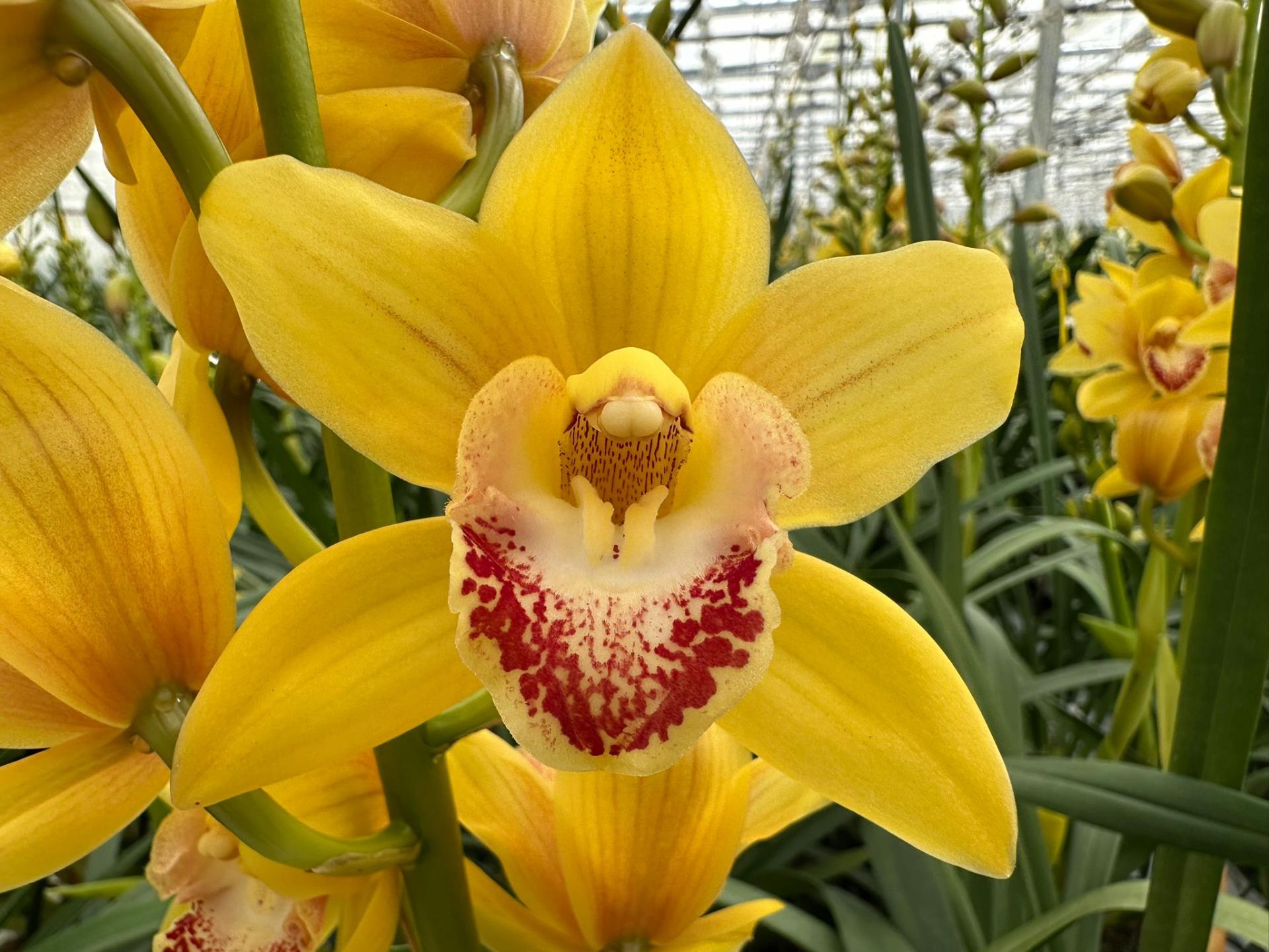 Срезанные цветы оптом Minicymbidium amber от 4шт из Голландии с доставкой по России