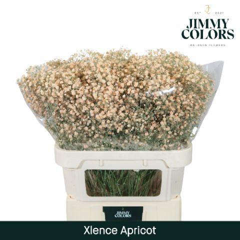Срезанные цветы оптом Gyps large paint apricot от 50шт из Голландии с доставкой по России
