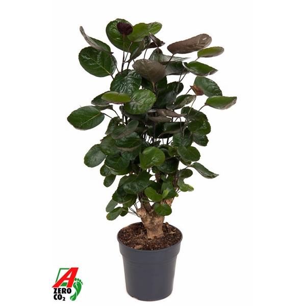 Горшечные цветы и растения оптом Polyscias Fabian Branched от 1шт из Голландии с доставкой по России Горшечные цветы и растения оптом Polyscias Fabian Branched от 1шт из Голландии с доставкой по России