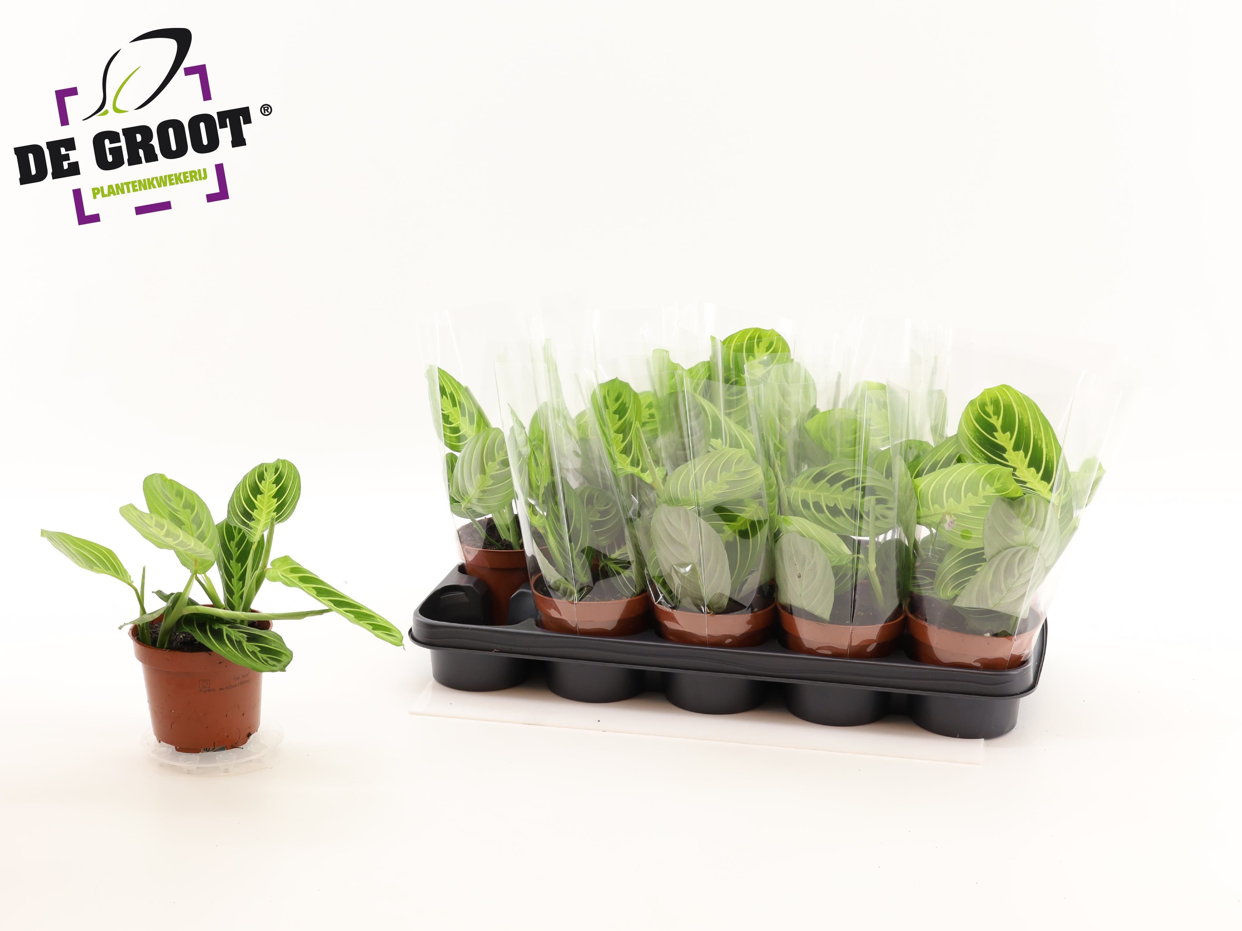 Горшечные цветы и растения оптом Maranta Lemon от 10шт из Голландии с доставкой по России