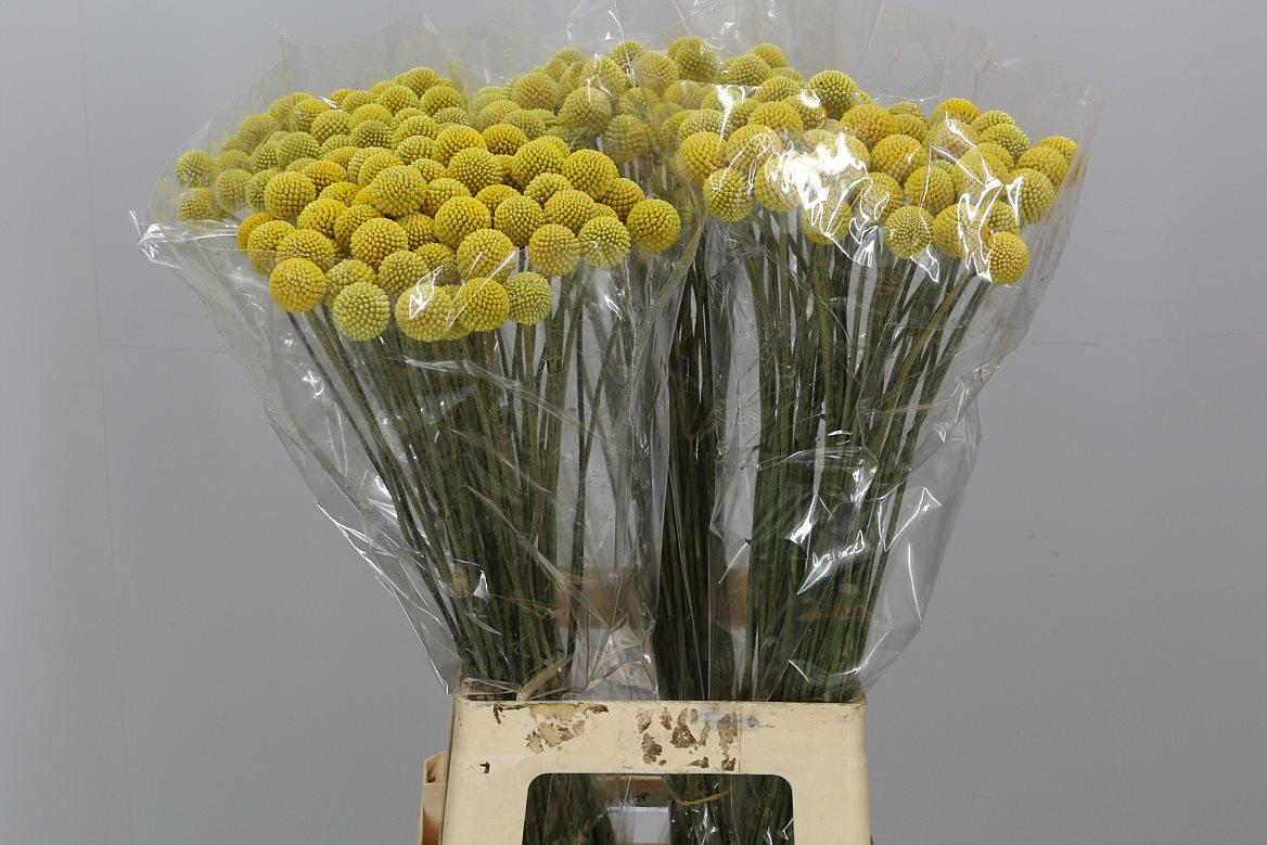 Срезанные цветы оптом Craspedia yellow от 200шт из Голландии с доставкой по России