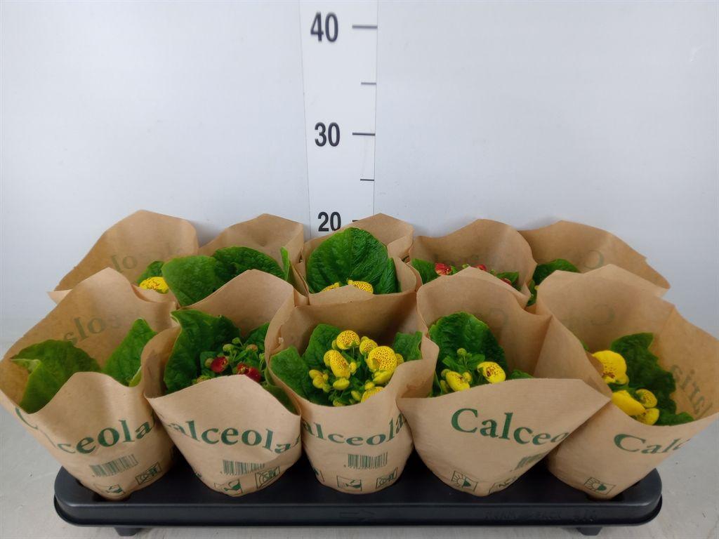 Горшечные цветы и растения оптом Calceolaria Herbeohybrida от 10шт из Голландии с доставкой по России
