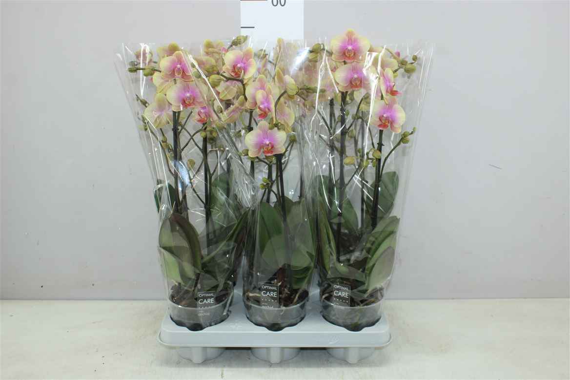 Горшечные цветы и растения оптом Phal Multifl Bele Helene 2 Tak от 6шт из Голландии с доставкой по России
