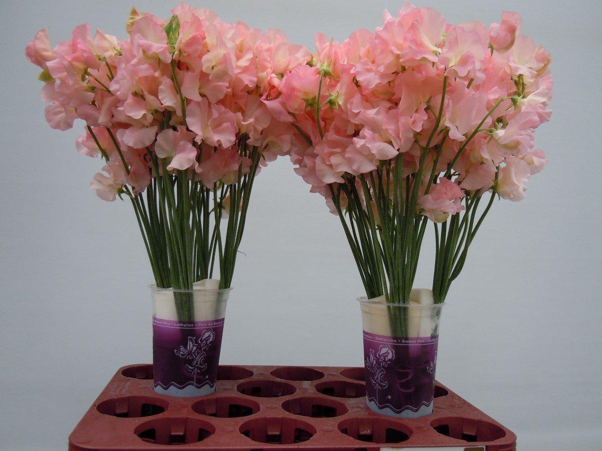 Срезанные цветы оптом Lathyrus perfume salmon от 100шт из Голландии с доставкой по России