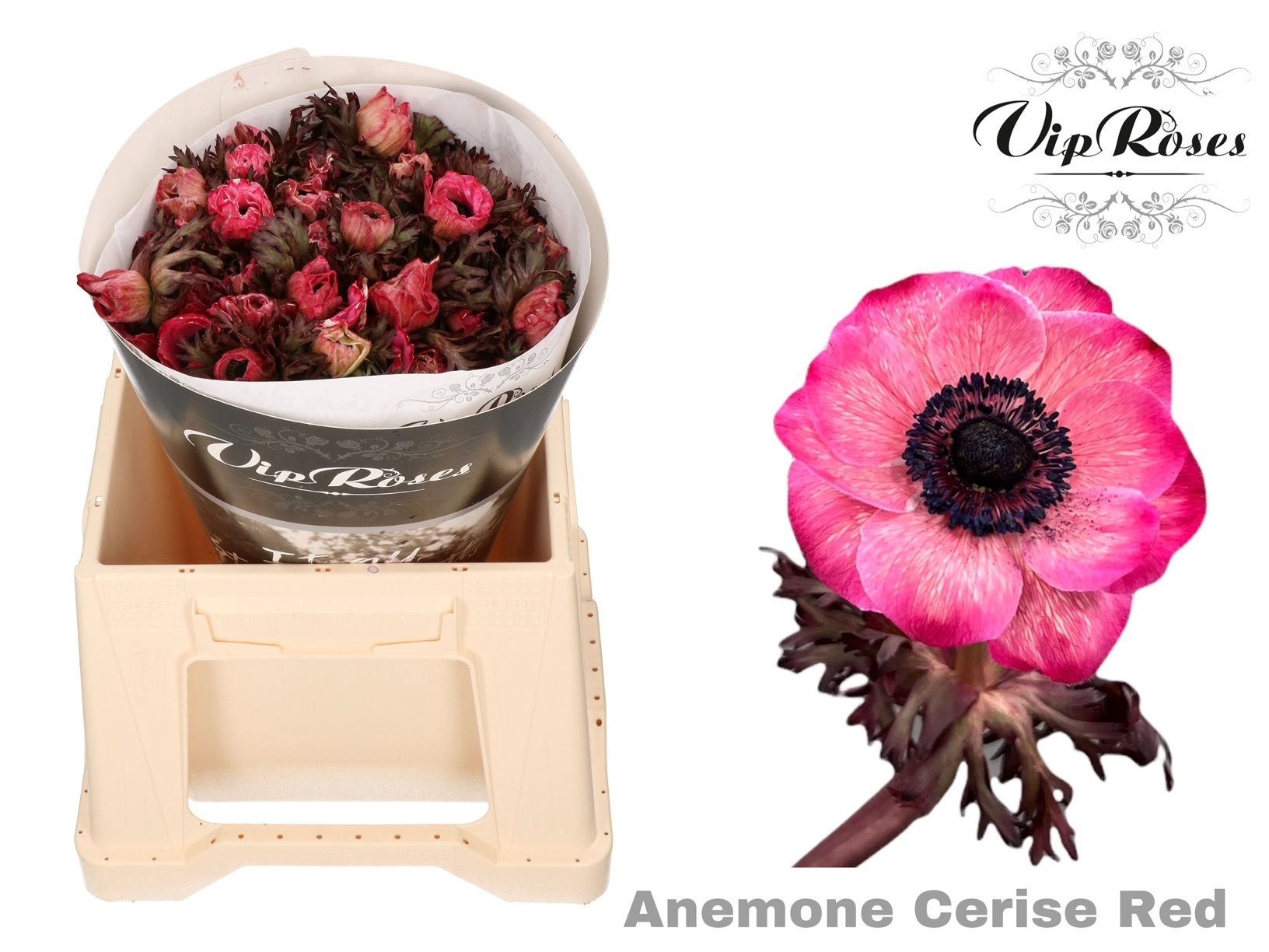 Срезанные цветы оптом Anemone paint cerise-red от 50шт из Голландии с доставкой по России