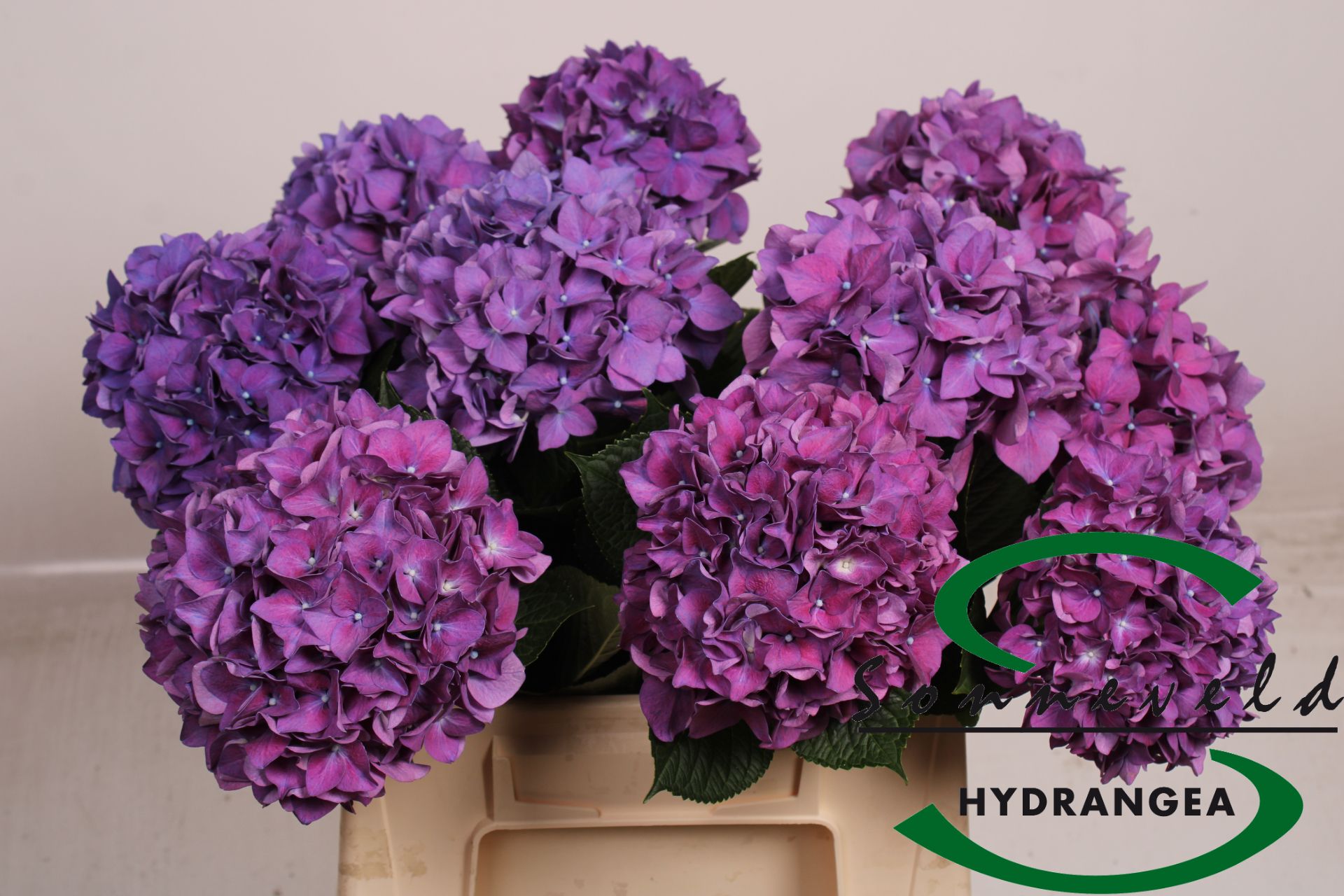 Срезанные цветы оптом Hydrangea rodeo purple-red от 10шт из Голландии с доставкой по России