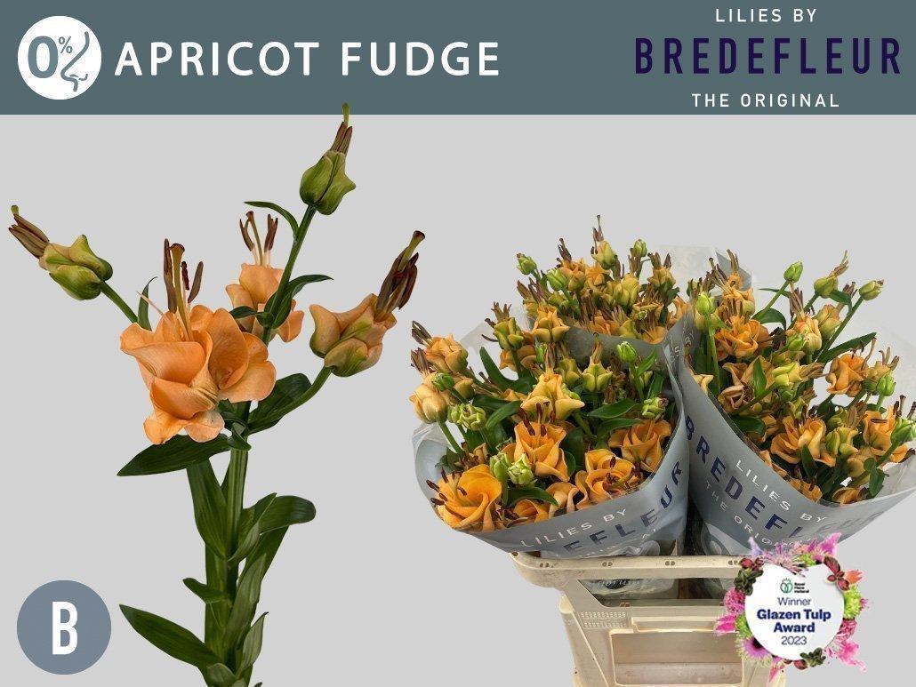 Срезанные цветы оптом Lilium as tigerlily apricot fudge от 60шт. из Голландии с доставкой по России