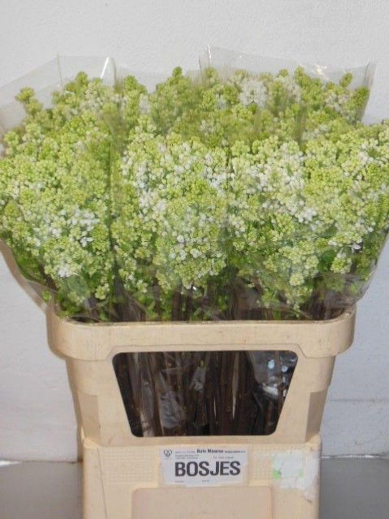 Срезанные цветы оптом Syringa per bunch white от 5шт из Голландии с доставкой по России