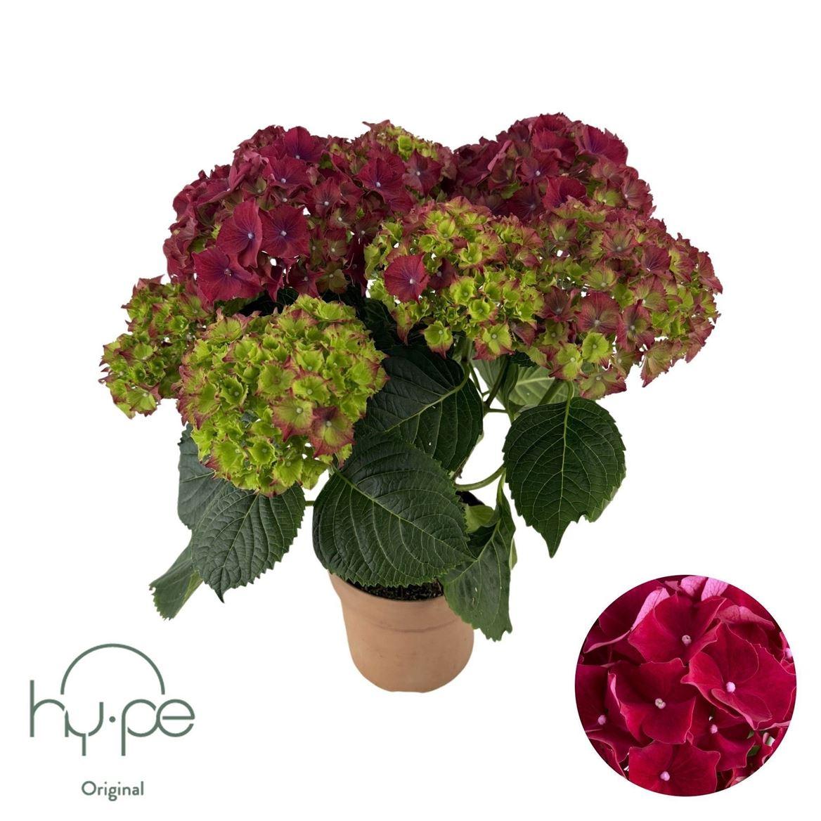 Горшечные цветы и растения оптом Hydrangea Ma Red 5+ (hy-pe) от 6шт из Голландии с доставкой по России Горшечные цветы и растения оптом Hydrangea Ma Red 5+ (hy-pe) от 6шт из Голландии с доставкой по России