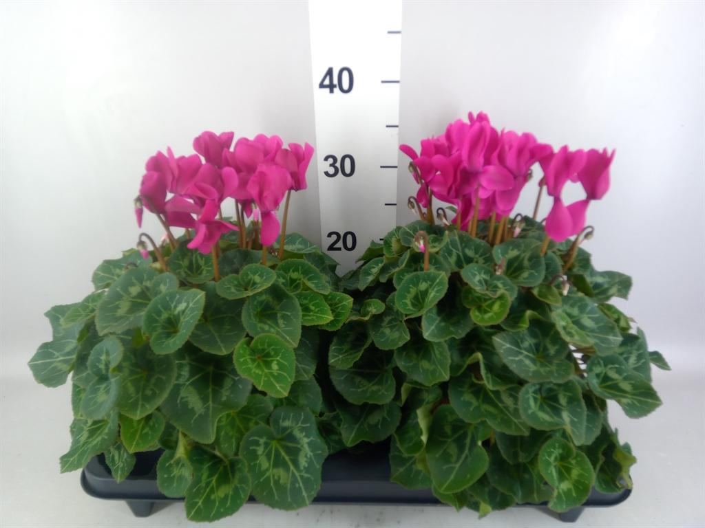 Горшечные цветы и растения оптом Cyclamen Gr xl от 2шт (для телеги) из Голландии с доставкой по России
