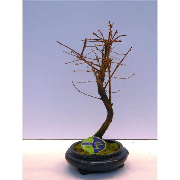 Горшечные цветы и растения оптом Bonsai Metasequoia Glyptostroboides от 2шт из Голландии с доставкой по России
