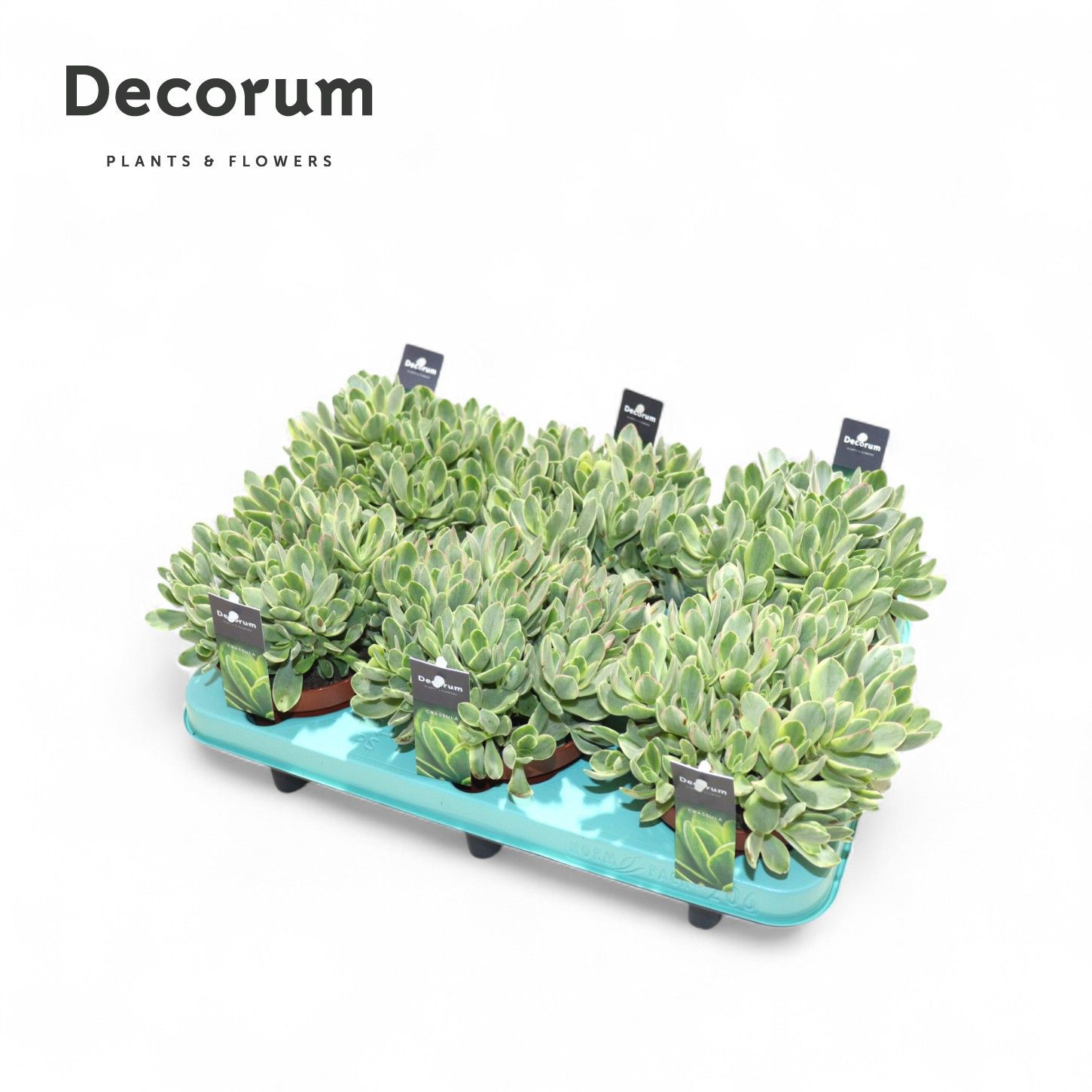 Горшечные цветы и растения оптом Crassula Rusby Variegata (decorum) от 6шт из Голландии с доставкой по России