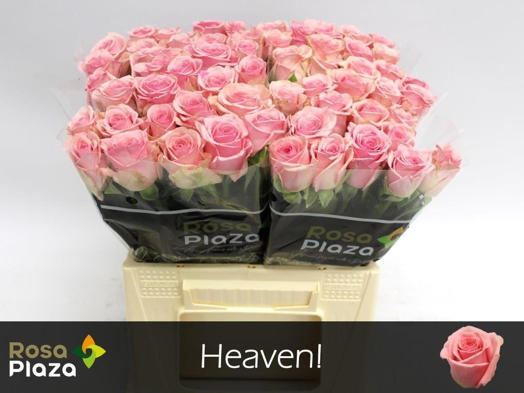 Срезанные цветы оптом Rosa large heaven! от 60шт из Голландии с доставкой по России