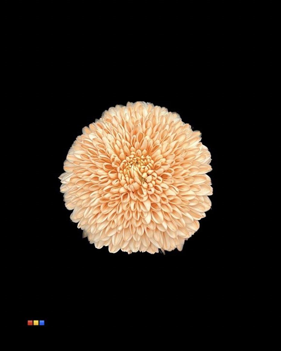 Срезанные цветы оптом Chrys bl paint superbowl latte от 40шт из Голландии с доставкой по России