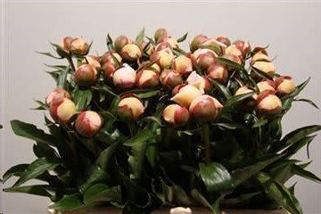 Срезанные цветы оптом Paeonia alertie от 50шт из Голландии с доставкой по России