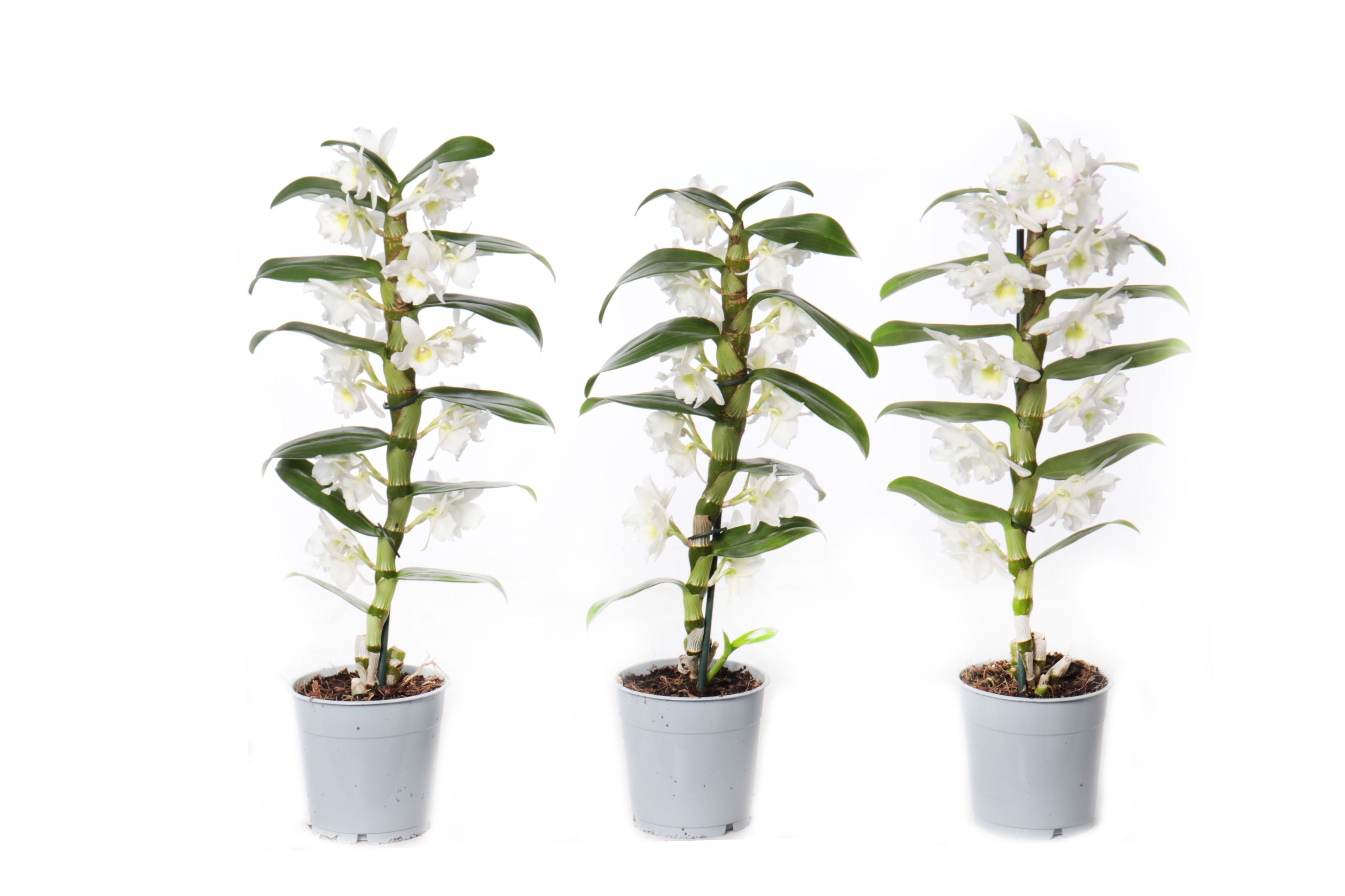 Горшечные цветы и растения оптом Dendr Nob 1st Apollon Basic от 6шт из Голландии с доставкой по России