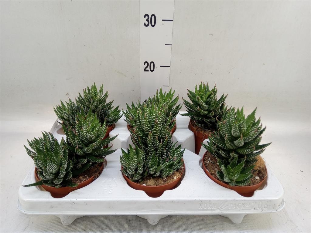 Горшечные цветы и растения оптом Haworthia   ... от 6шт из Голландии с доставкой по России