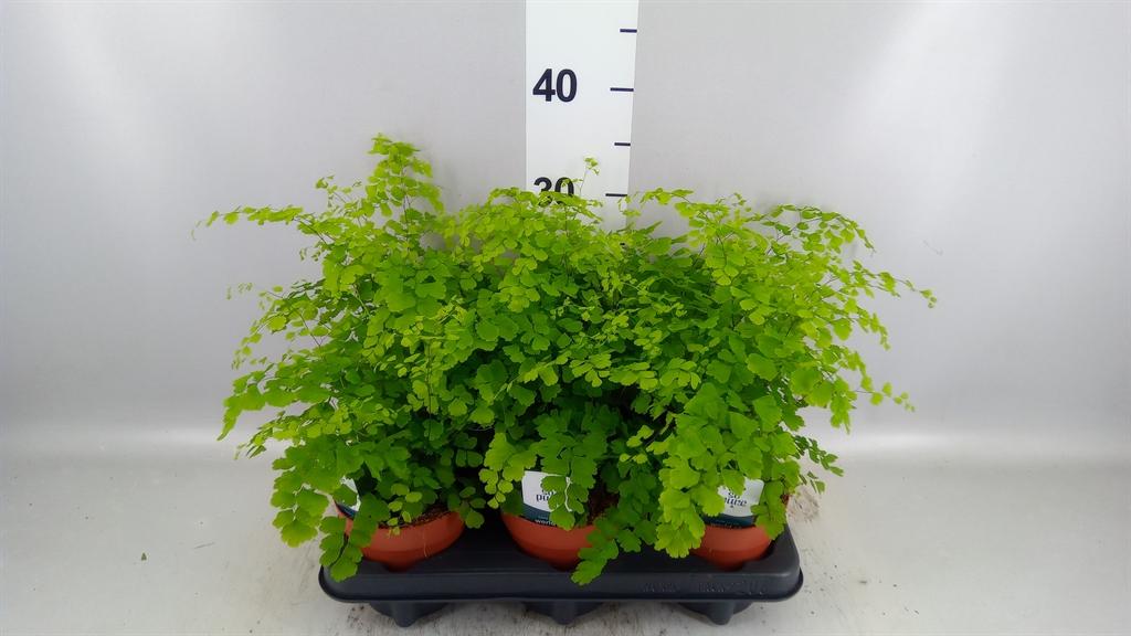 Горшечные цветы и растения оптом Adiananthum Rad Fragrans от 6шт из Голландии с доставкой по России