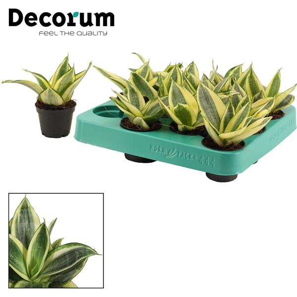 Горшечные цветы и растения оптом Sansevieria Hahnii Golden Hahnii (decorum) от 14шт (для телеги) из Голландии с доставкой по России