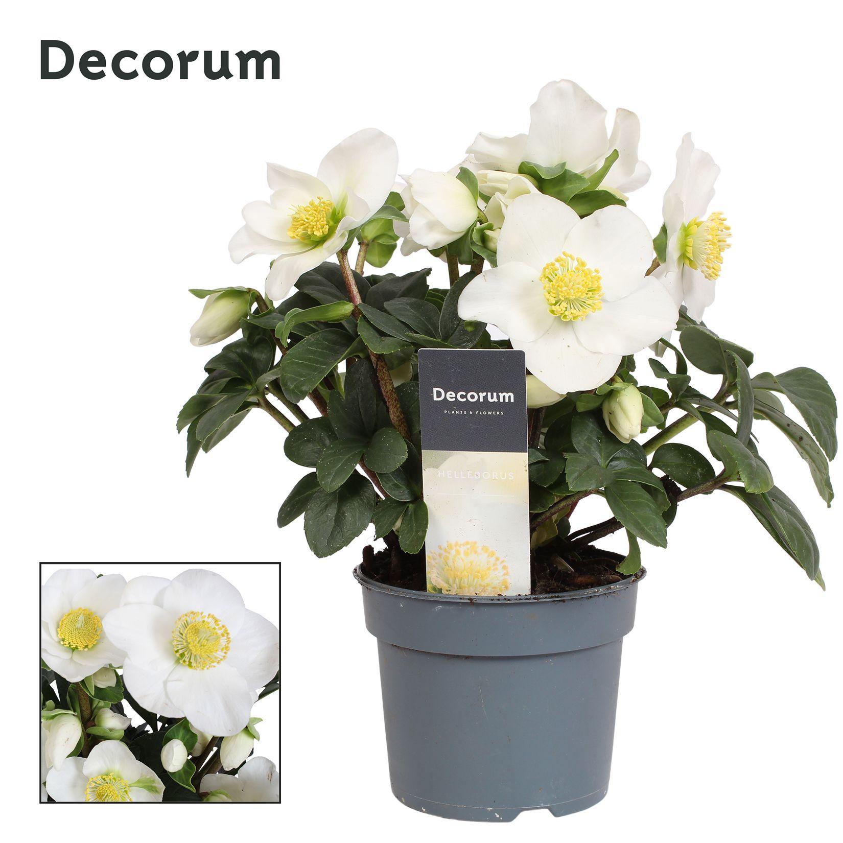 Горшечные цветы и растения оптом Helleborus N. Christmas Carol Decorum Label от 18шт (для телеги) из Голландии с доставкой по России