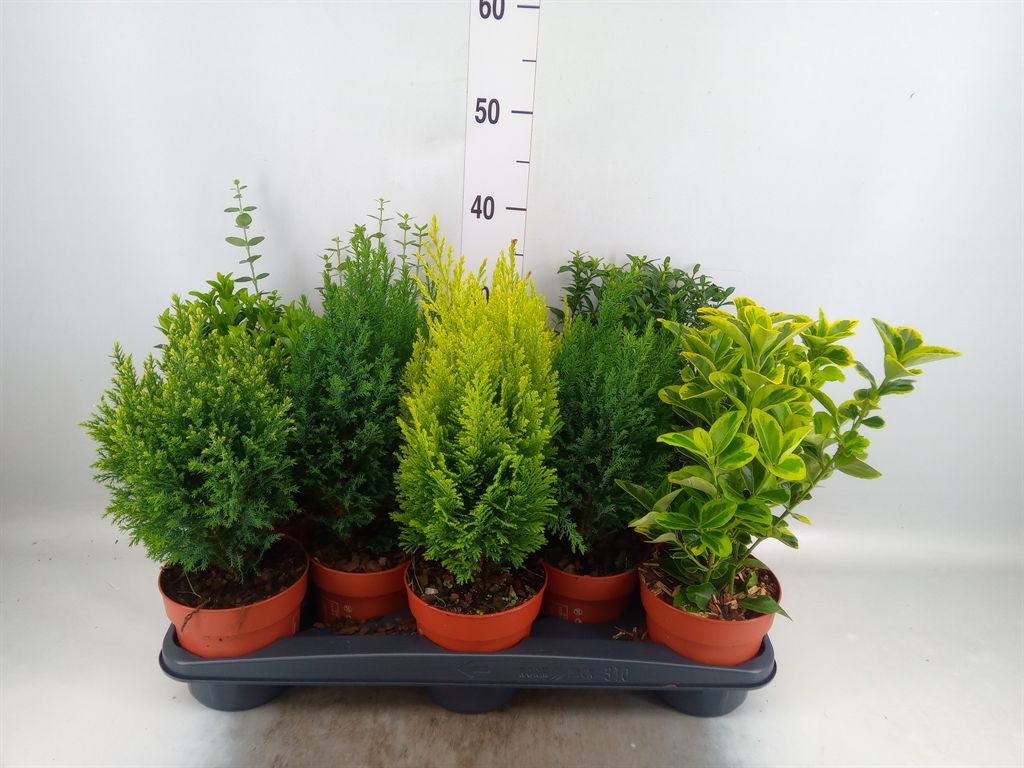 Горшечные цветы и растения оптом Conifers And Shrubs   ...mix от 10шт из Голландии с доставкой по России