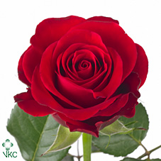 Срезанные цветы оптом Rosa large red ribbon от 60шт. из Голландии с доставкой по России