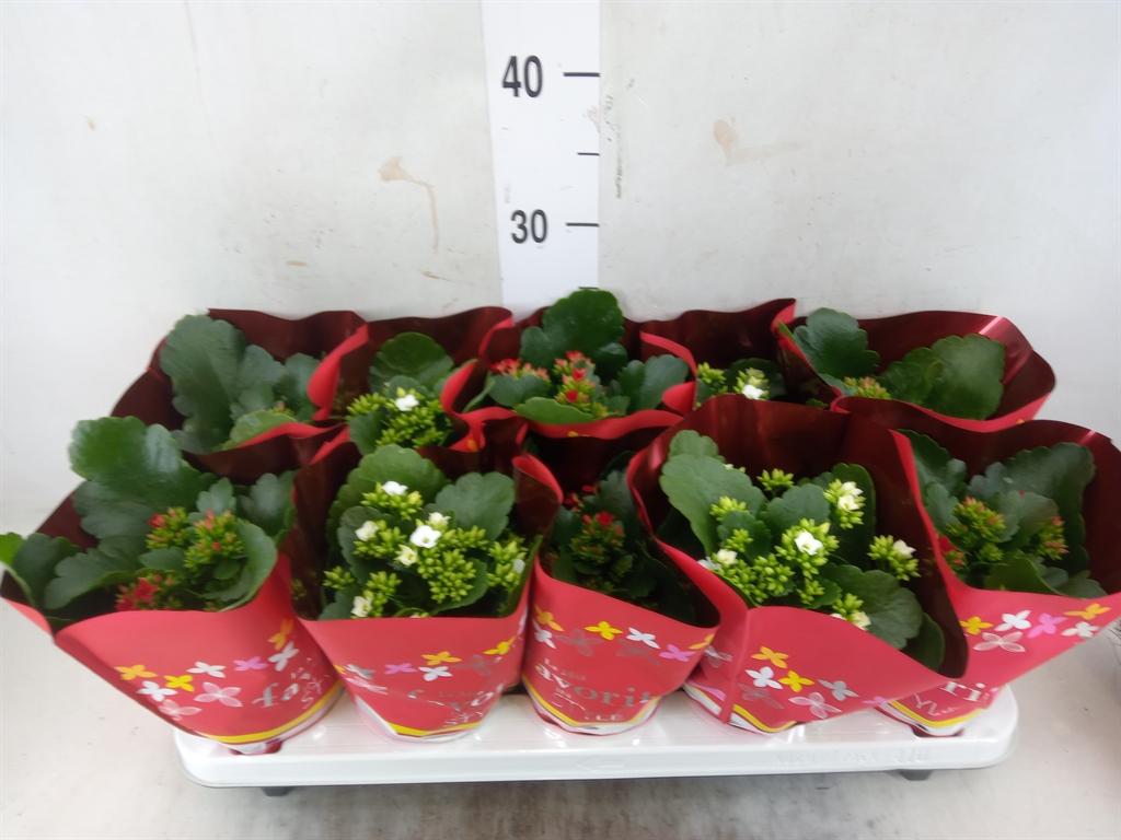 Горшечные цветы и растения оптом Kalanchoe Blos.   ..mix 2 от 10шт из Голландии с доставкой по России