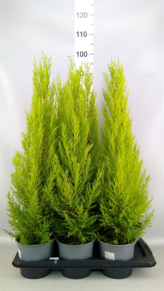 Горшечные цветы и растения оптом Cupressus Macro. goldcrest Wilma от 6шт из Голландии с доставкой по России