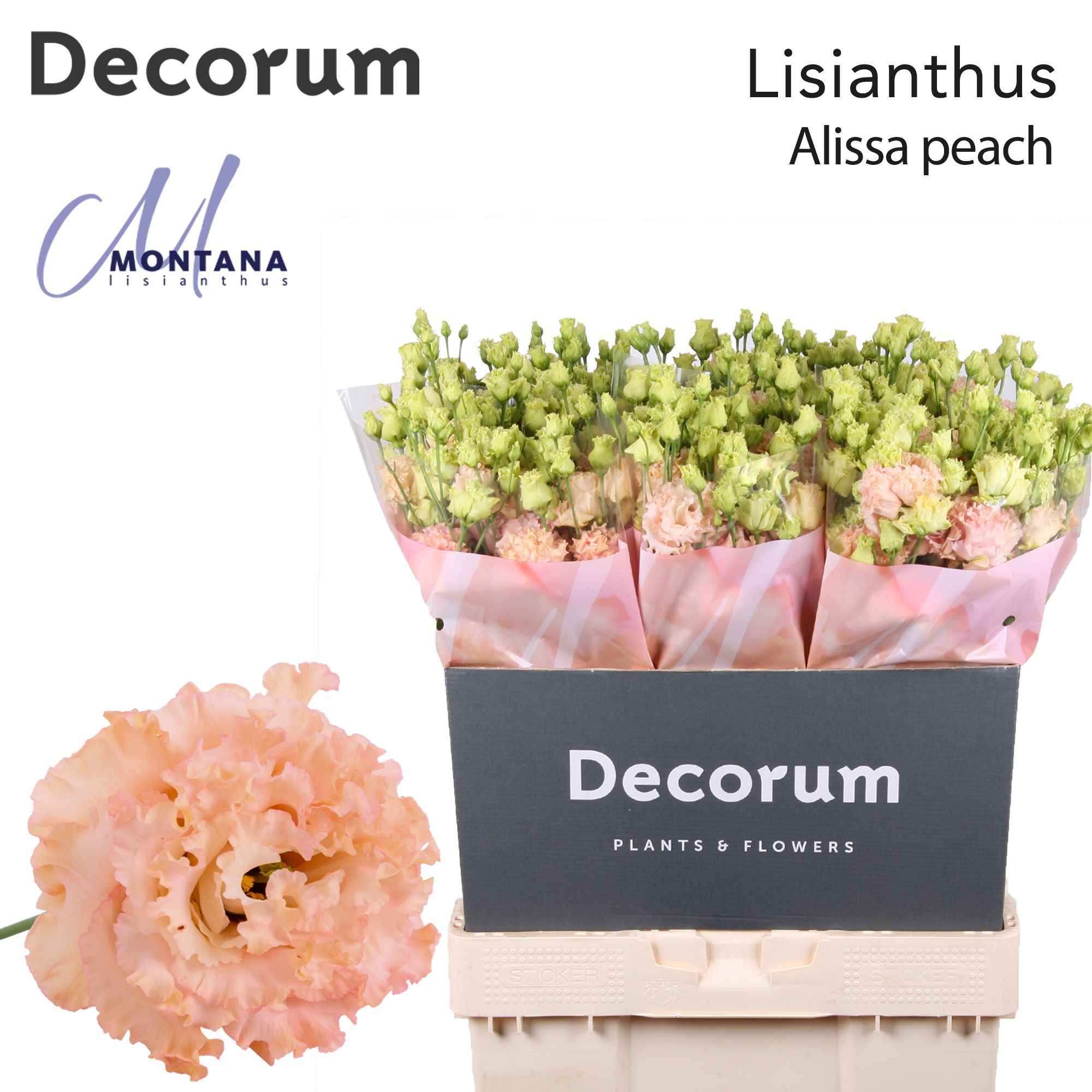 Срезанные цветы оптом Lisianthus do alissa peach от 60шт из Голландии с доставкой по России