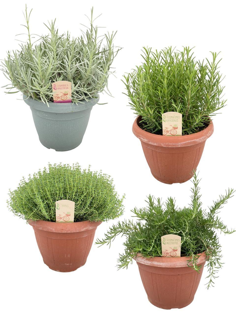 Горшечные цветы и растения оптом Herb Mix от 1шт из Голландии с доставкой по России