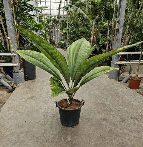 Горшечные цветы и растения оптом Johannesteijsmannia Jasmaniana от 1шт из Голландии с доставкой по России