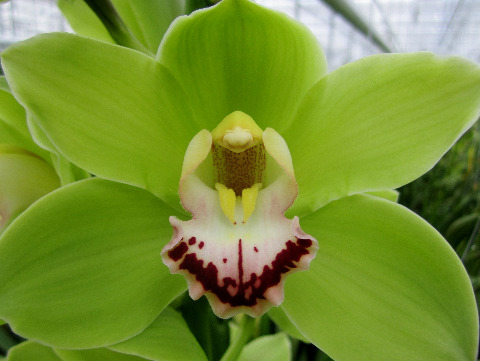 Срезанные цветы оптом Cymbidium green anderson от 10шт из Голландии с доставкой по России