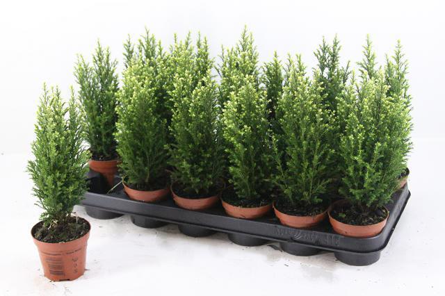 Горшечные цветы и растения оптом Cham L Snow White от 18шт (для телеги) из Голландии с доставкой по России