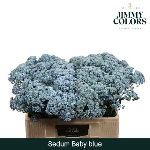 Срезанные цветы оптом Sedum paint blue light от 25шт из Голландии с доставкой по России
