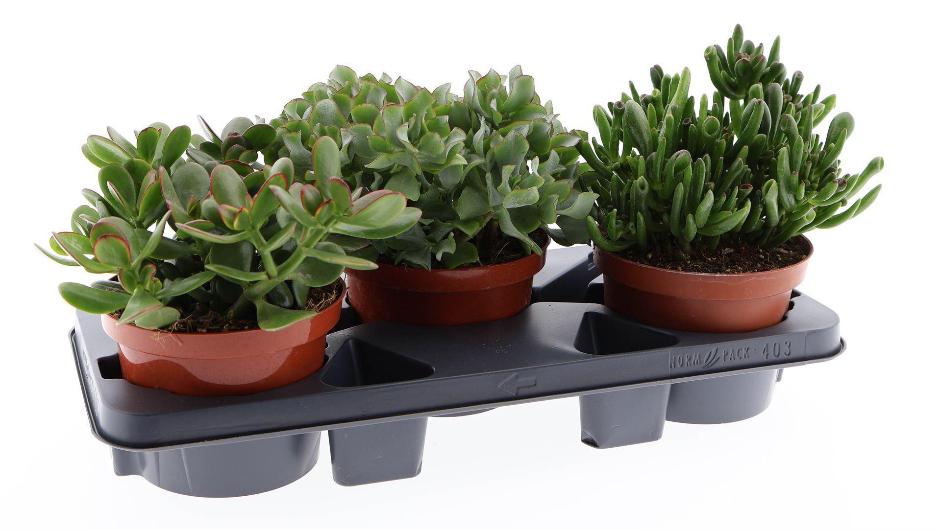 Горшечные цветы и растения оптом Crassula   ...mix от 3шт из Голландии с доставкой по России